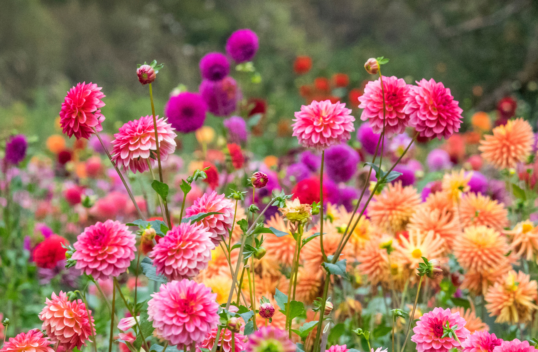 Dahlia Garden