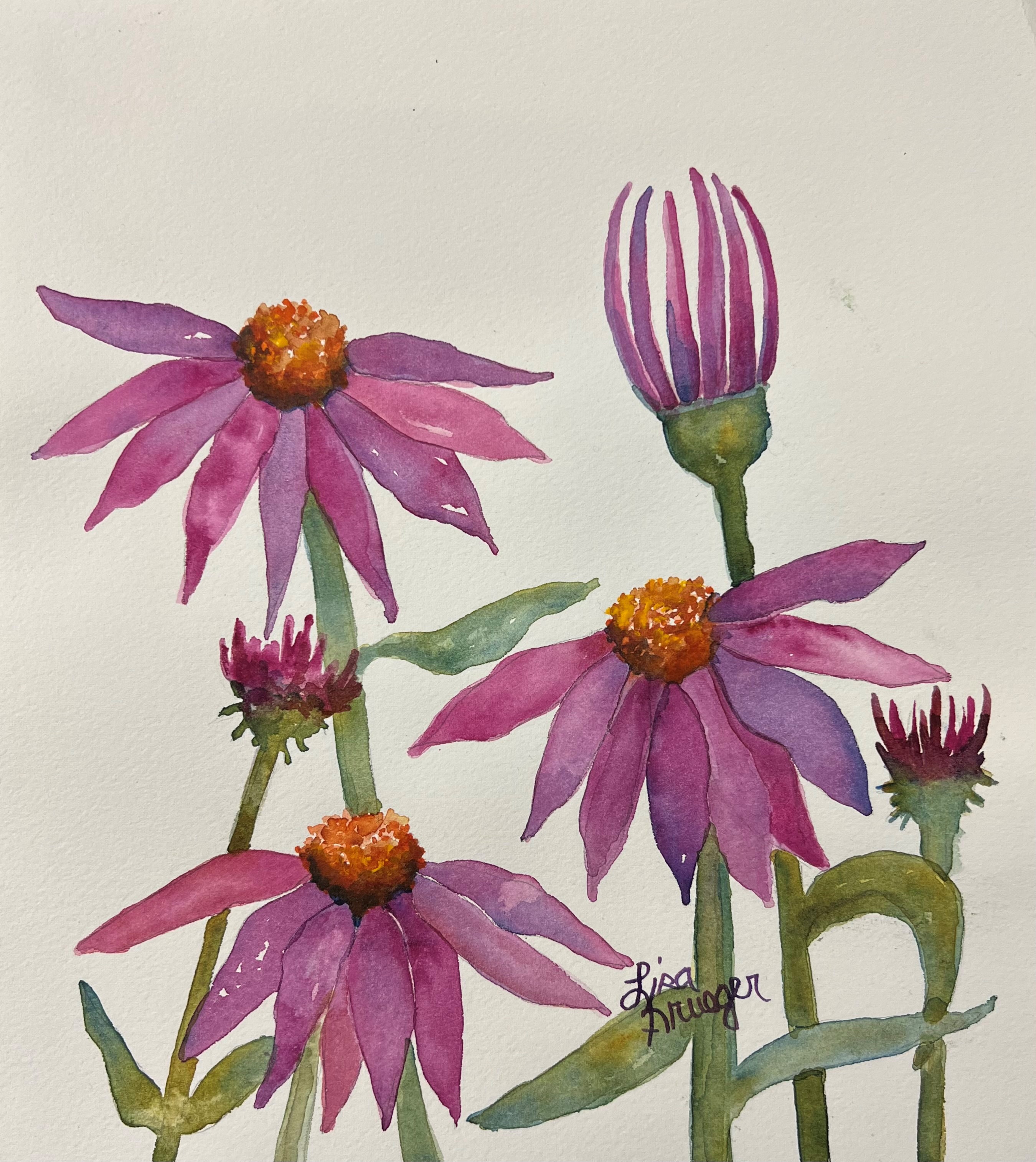 Coneflowers