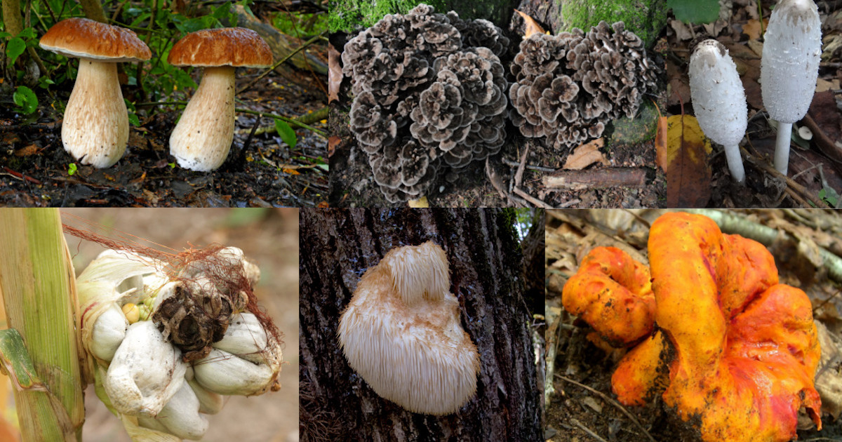 Wild mushrooms