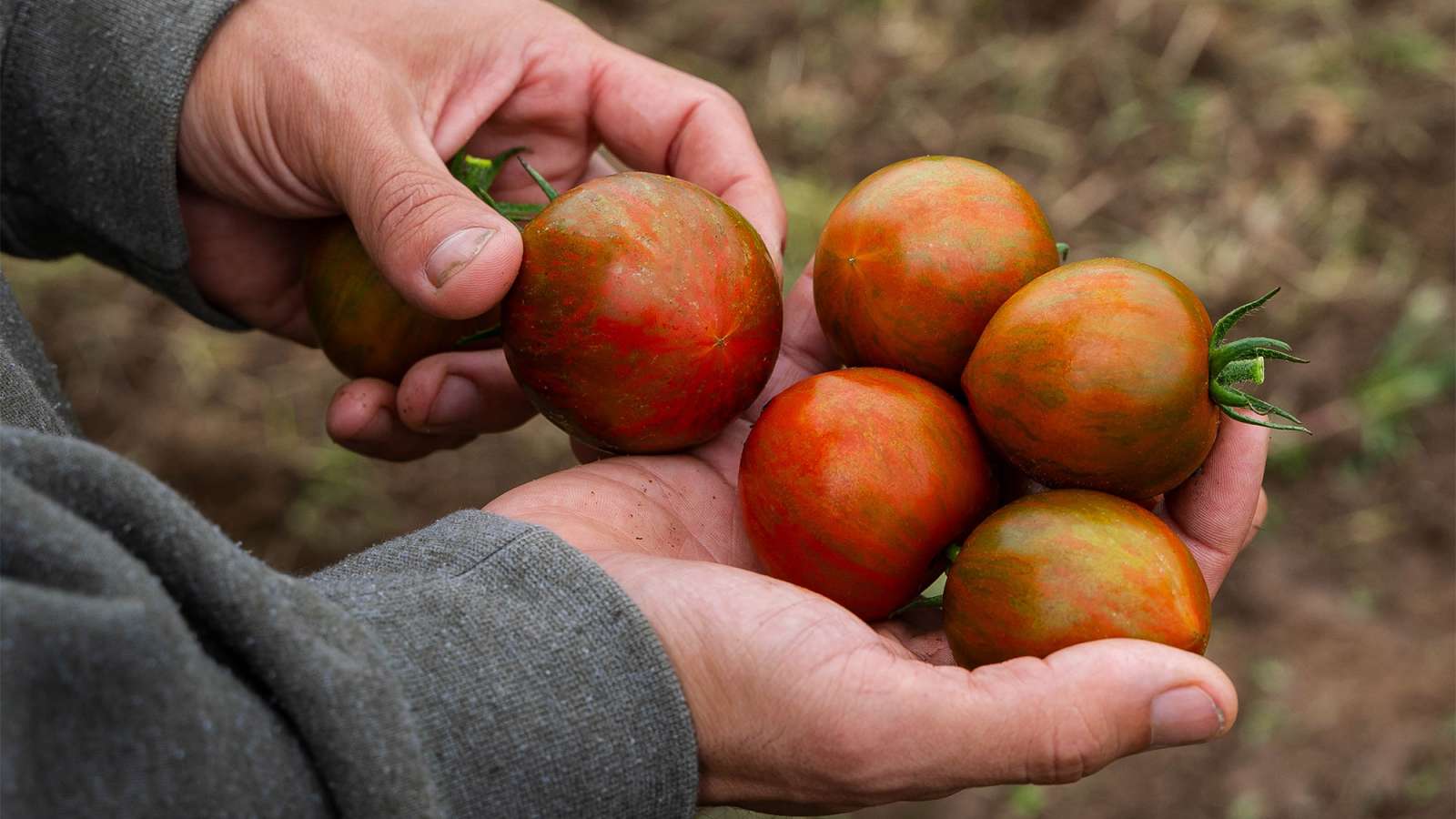 A close of view of a young man holding several tomatoes in his right hand.