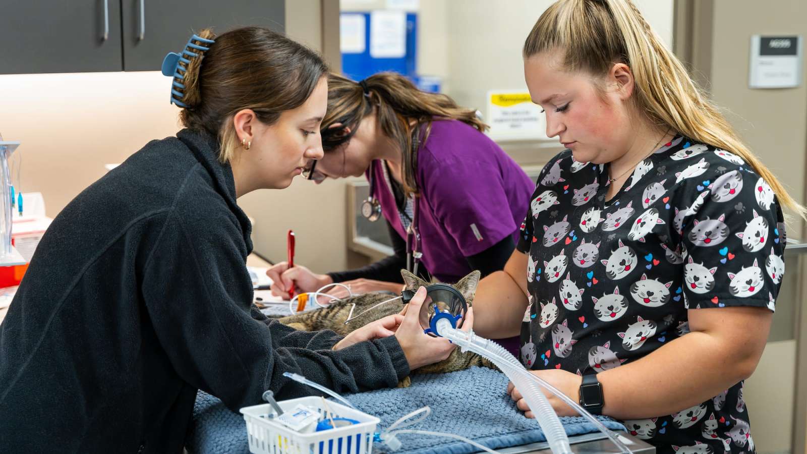Vet tech students practice caring for a sedated cat during a hands-on lab.