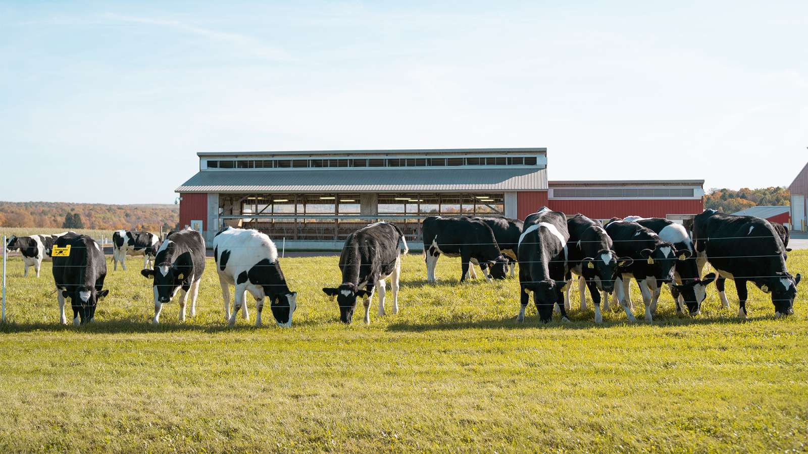  Holstein cows scattered in a sunlit green pasture, with a long red-and-white barn and clear blue sky in the background.