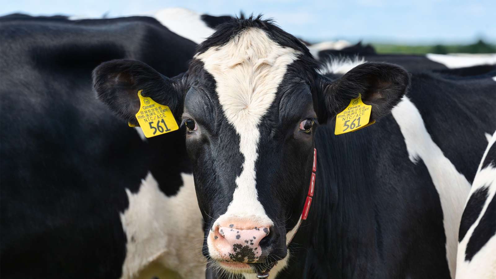 Two black-and-white dairy cows in a sunny pasture; front cow facing camera with white forehead blaze, yellow ear tags.