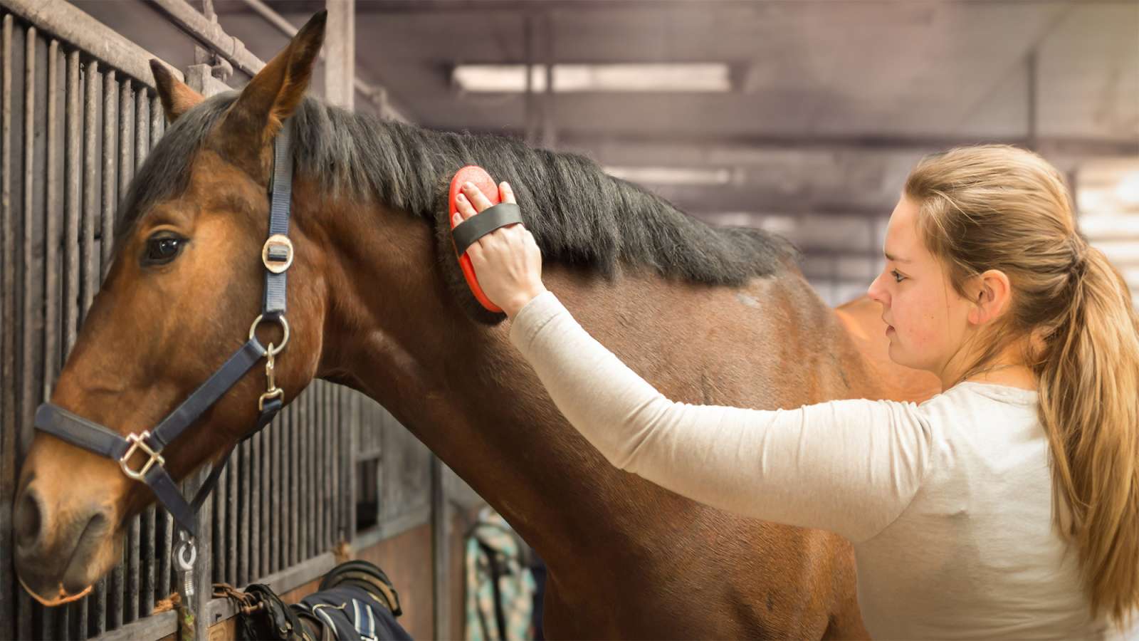 Young woman brushing a calm brown horse's neck with a red curry brush inside a barn stall.