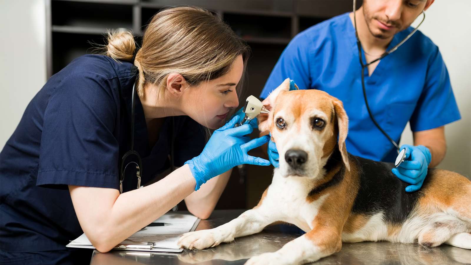 Veterinary team examines a calm senior beagle on a stainless exam table.
