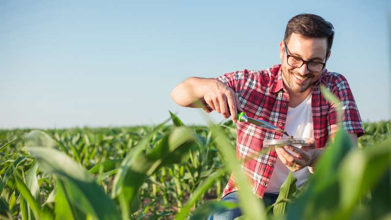 A smiling happy young agronomist wearing a red checkered shirt taking and analyzing soil samples on a corn farm.