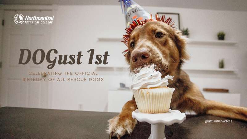 Dog enjoying a cupcake while wearing a birthday hat.