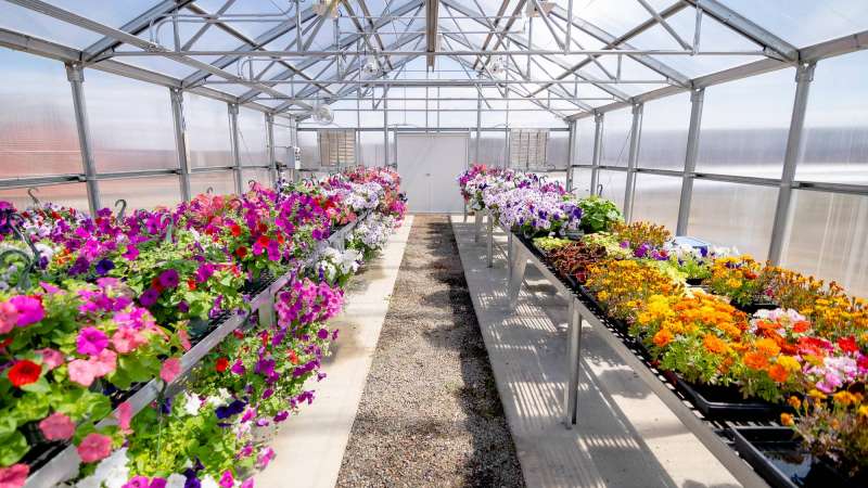 Several varieties of flowers grow inside a greenhouse at the Agriculture Center of Excellence.