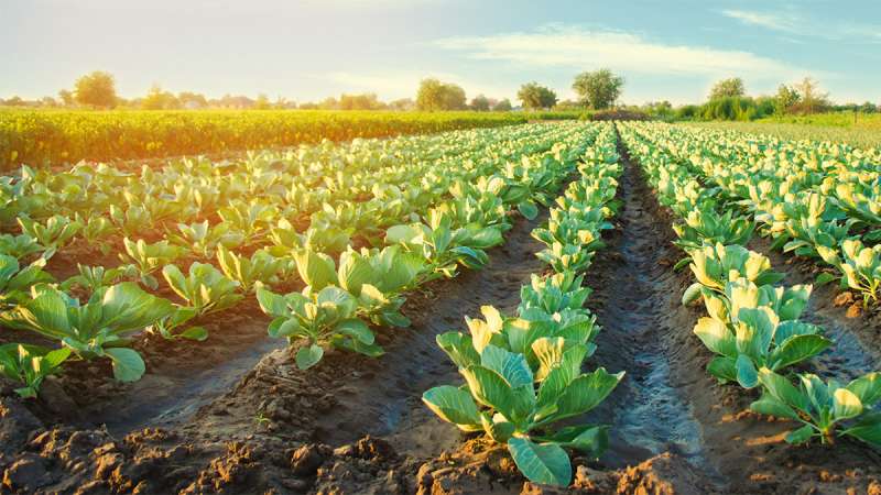 An eye level view of a farm field with cabbage rows that span as far as the eye can see.