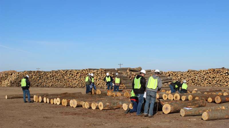 Hardwood Log Scaling
