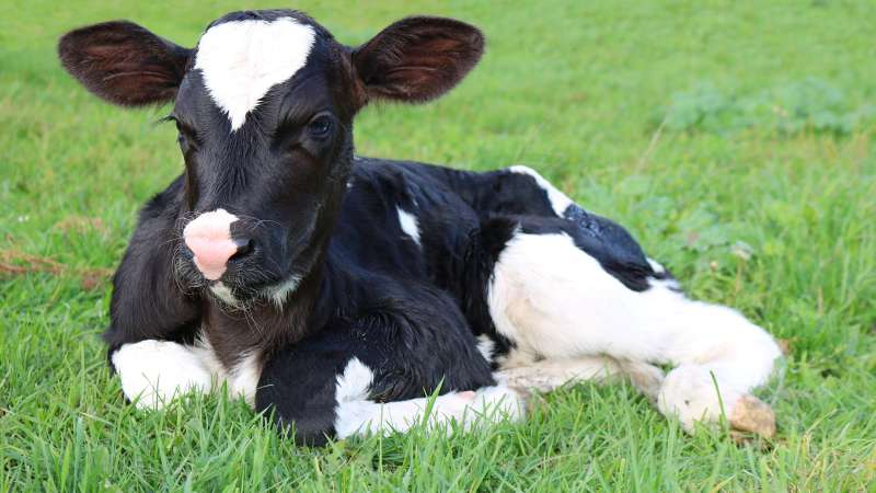 A black and white Holstein calf with a pink nose lies in a grassy field, looking toward the camera, representing livestock care or bovine breeding practices.