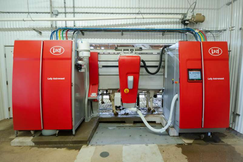 A cow stands in the Lely Astronaut robotic milking machine at the Agriculture Center of Excellence.