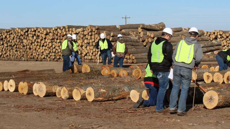 A group of workers inspecting some logs.