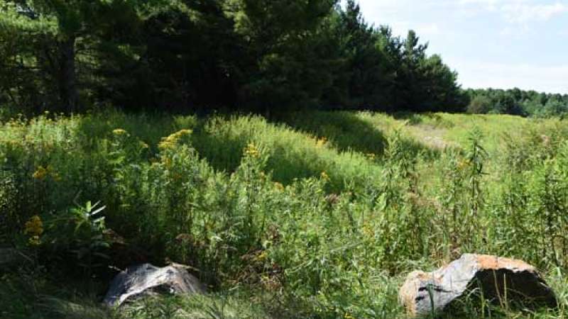 A field near a forested area, with two large boulders in the foreground.