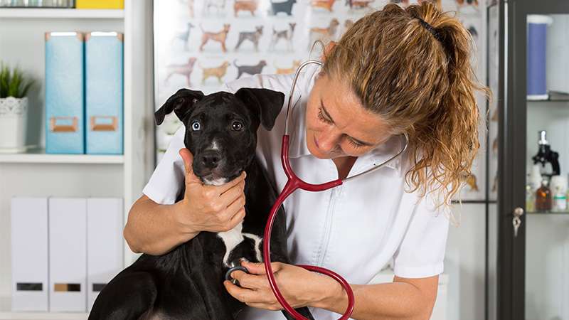 A Veterinarian checks the heart of a young black and white colored dog.