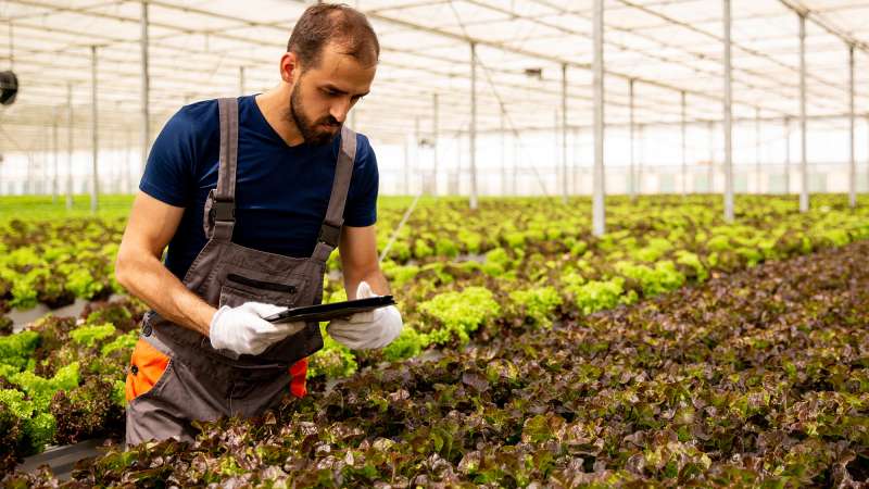 A garden specialist is observing plants in a greenhouse full of variouse farm crops.