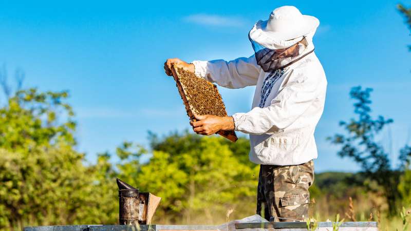 Beekeeper inspects a hive