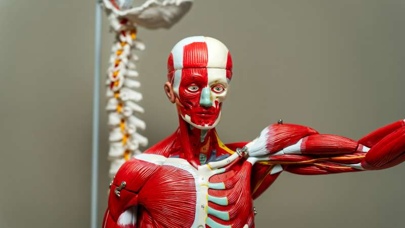 Life-sized anatomical model of a human figure displaying detailed muscle structure and internal anatomy, with a spine model visible in the background.