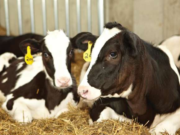 Two cows laying in the barn.
