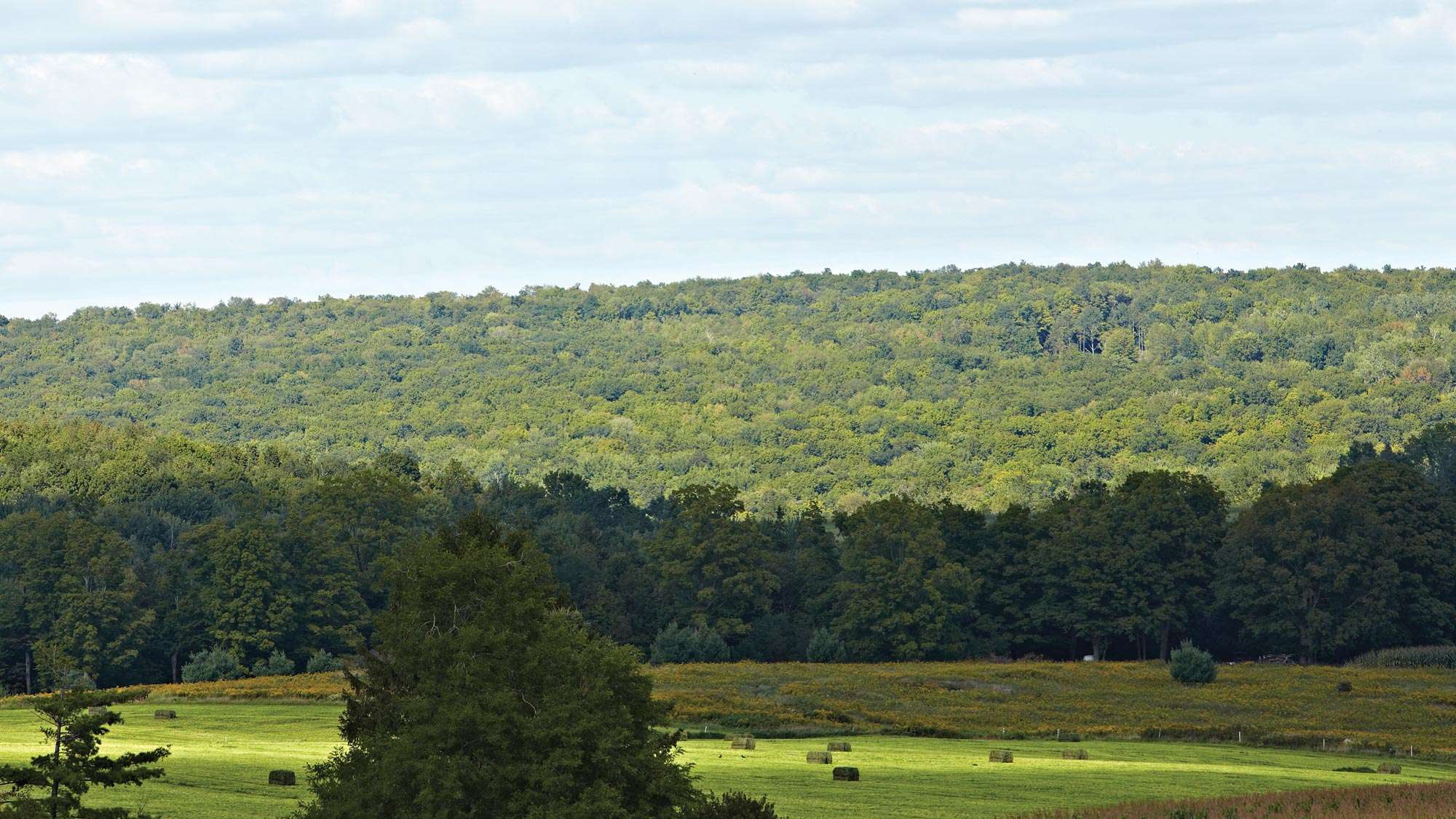 A distant landscape view overlooking the cropland and woodland areas of the farm at the Agriculture Center of Excellence