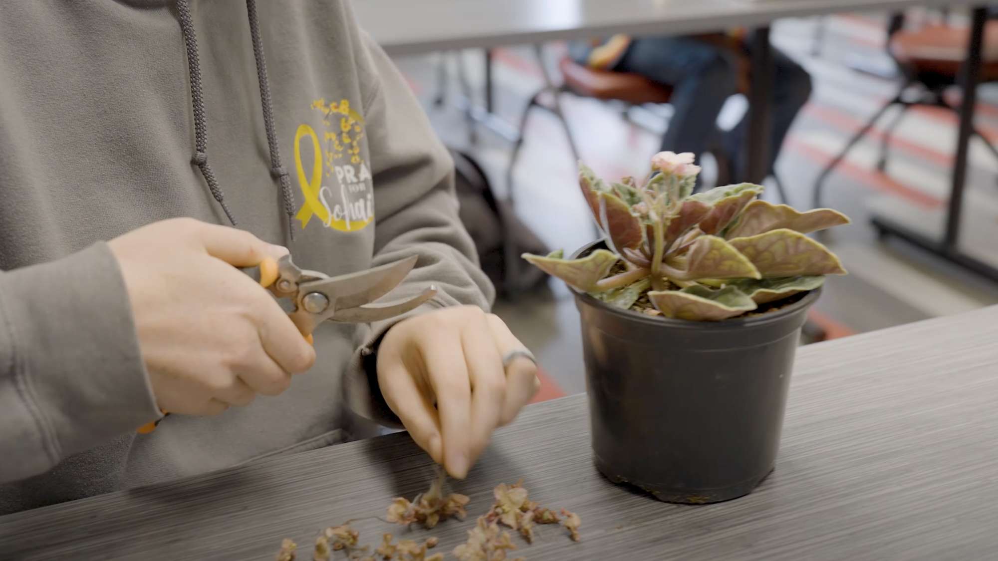 A student uses a small pruner on a potted plant which sits on a table.