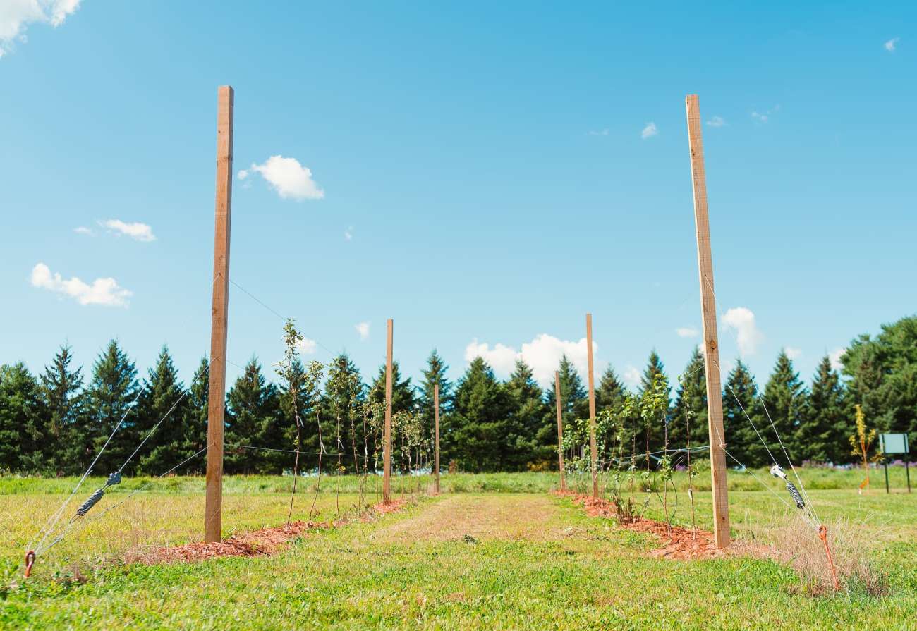 Newly planted rows of apple tree saplings are supported by a wooden wire trellis.