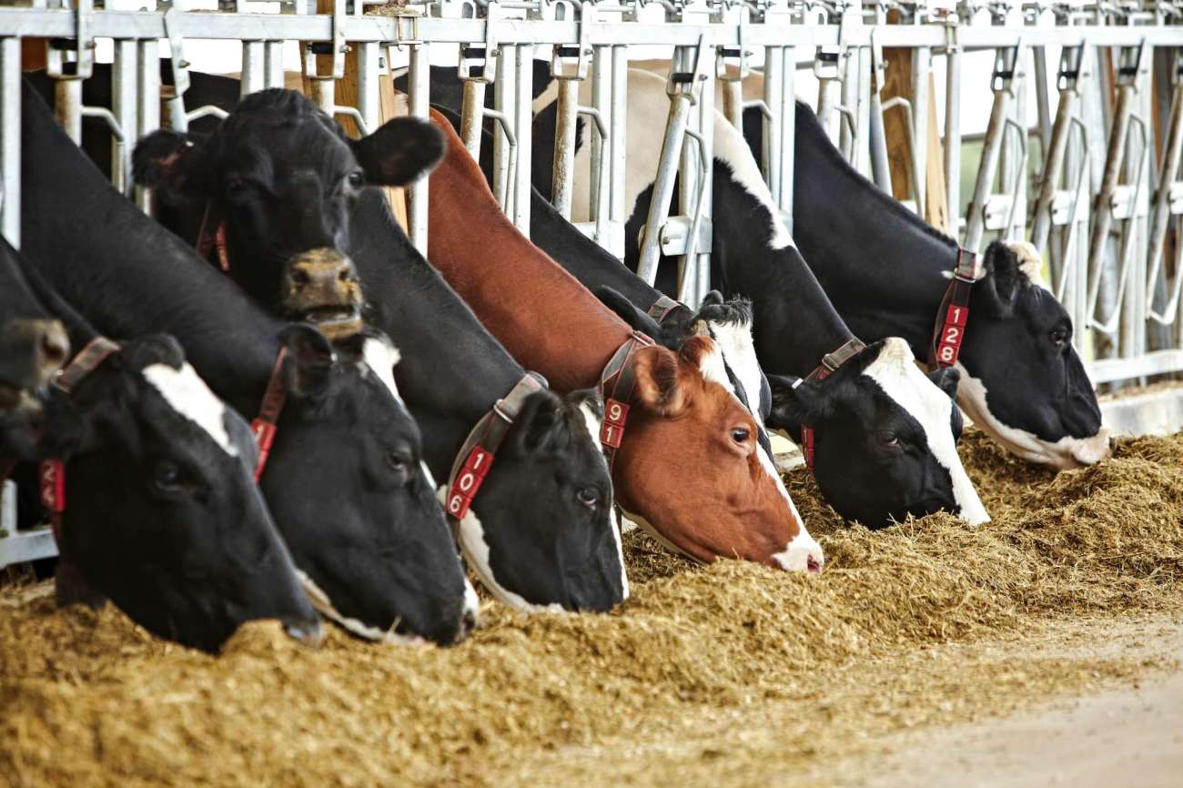 A row of 8 cows feed on hay inside of a barn at the Agriculture Center of Excellence.