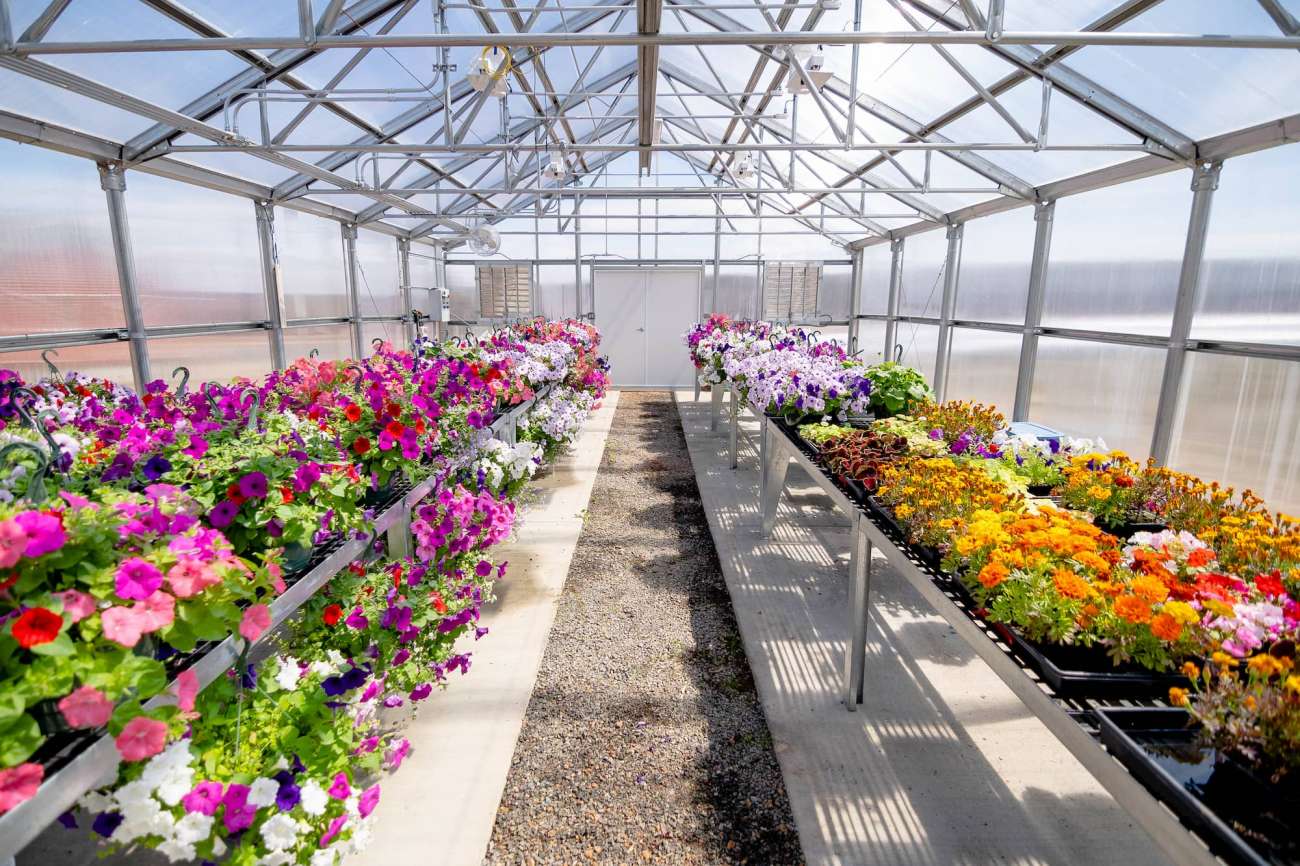 Several varieties of flowers grow inside a greenhouse at the Agriculture Center of Excellence.