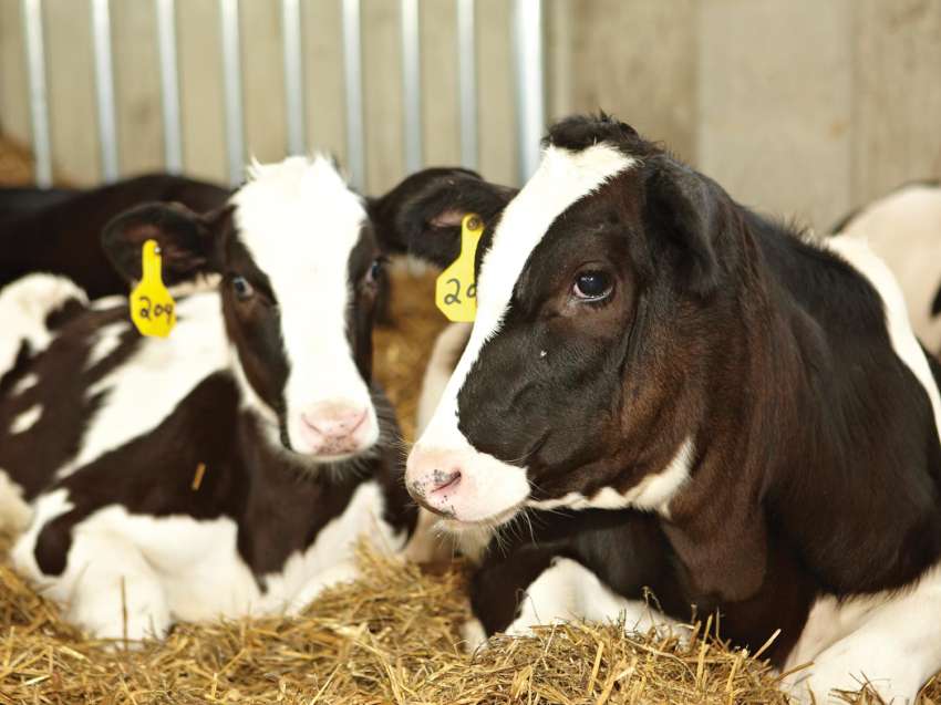 Two cows laying in the barn.