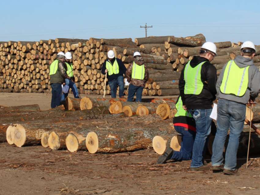 A group of workers inspecting some logs.