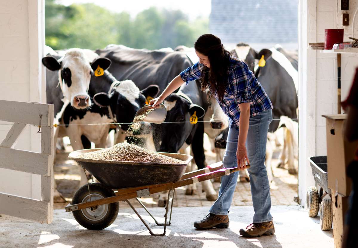 A photo shows a person pouring feed from a scoop into a wheelbarrow inside a barn. Several black-and-white cows stand nearby, with sunlight coming through the open doorway.