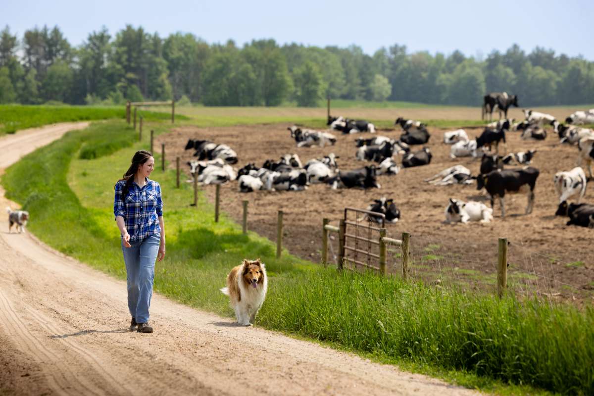 A photo shows a person walking along a dirt road beside a brown-and-white dog. A second dog is farther down the road. Numerous black-and-white cows are lying or standing in a fenced area beside the road, with grass, fields, and trees in the background.