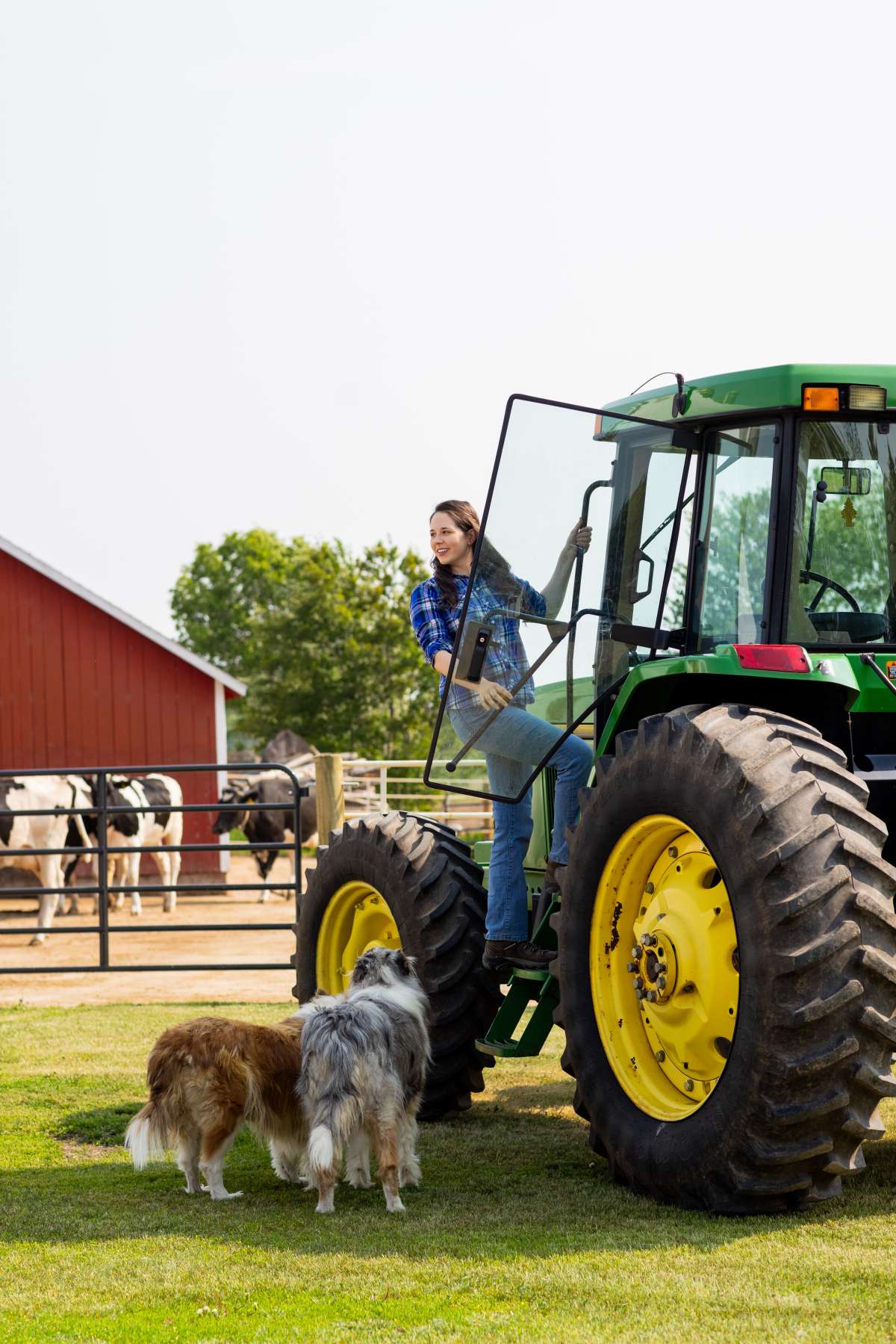 A photo shows a person climbing into a green tractor with large yellow wheels. Two dogs stand on the grass beside the tractor. A red barn, fencing, and several black-and-white cows are visible in the background.