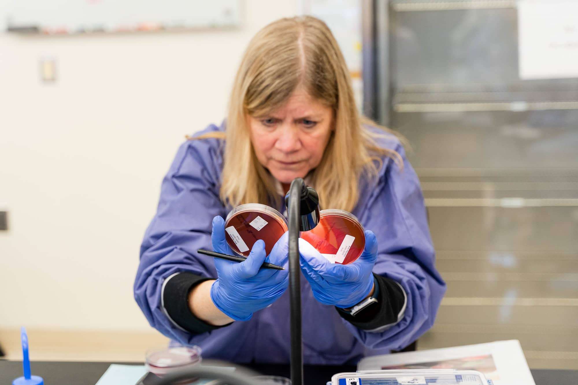 A woman holds two microbiology samples side-by-side under a lamp for comparison.