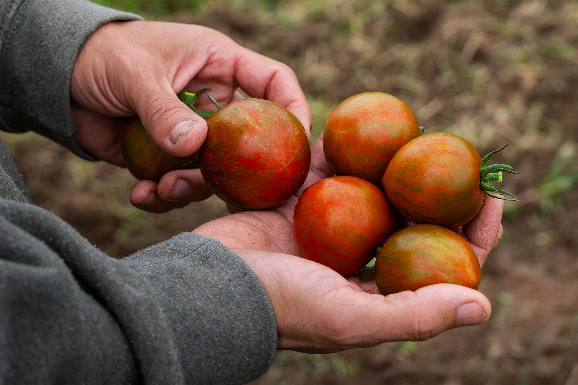 A close of view of a young man holding several tomatoes in his right hand.