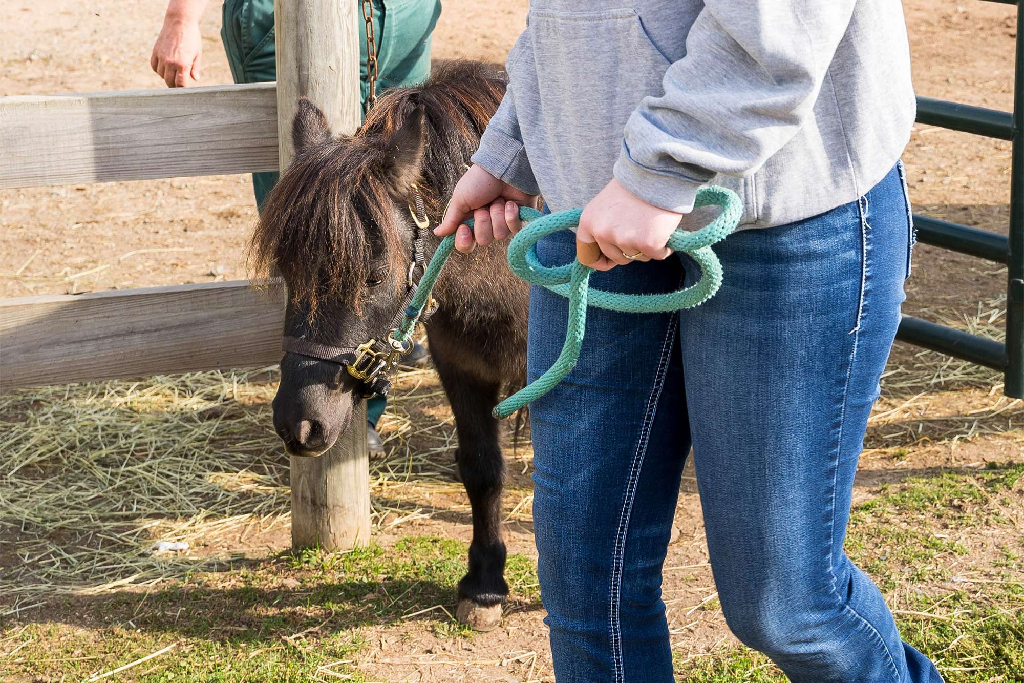 A Veterinary Technician is walking outside on a farm next to a brown horse connected to a leash.