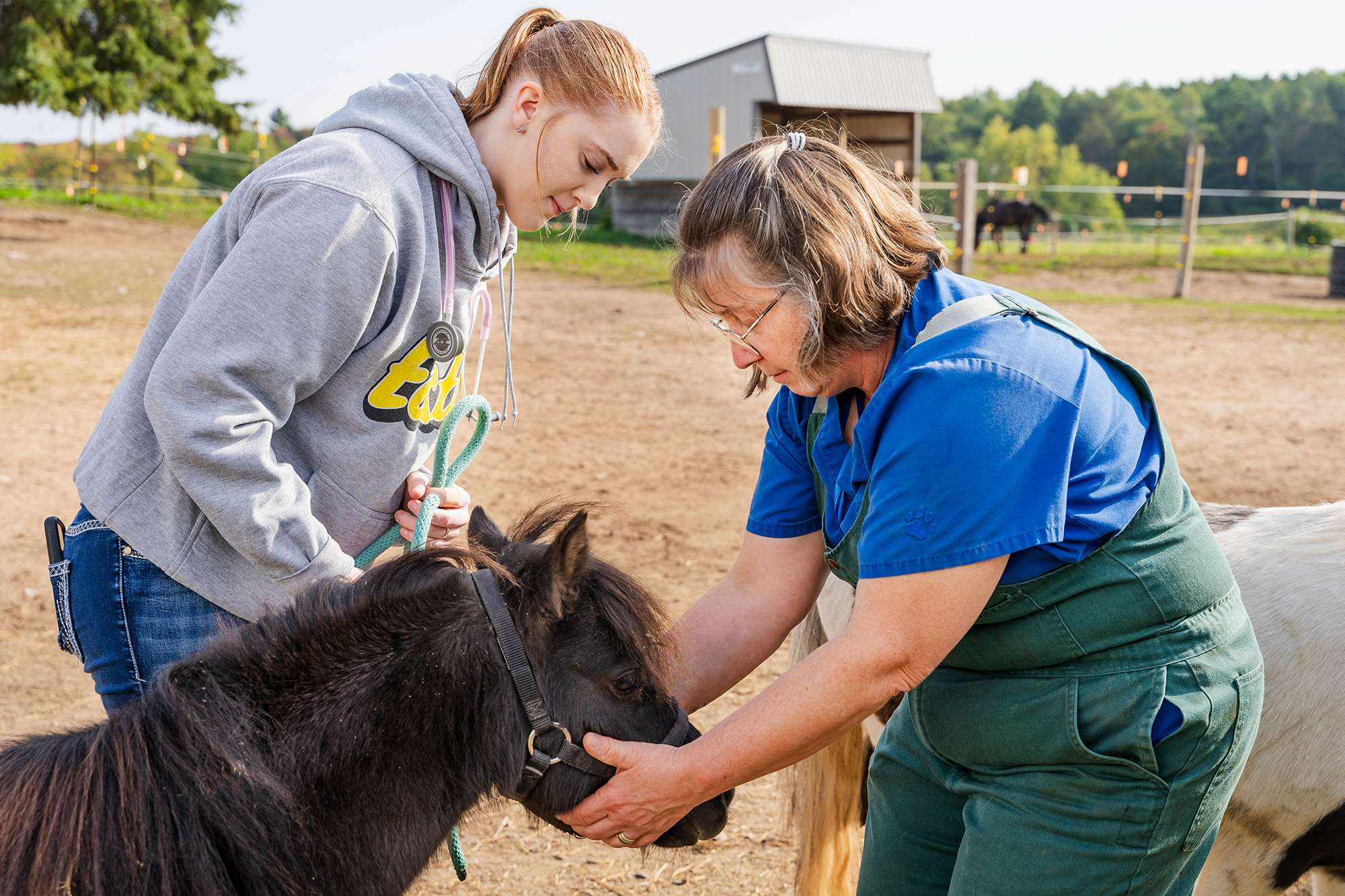 Two Veterinary Technicians are checking the health of a young horse on a farm.