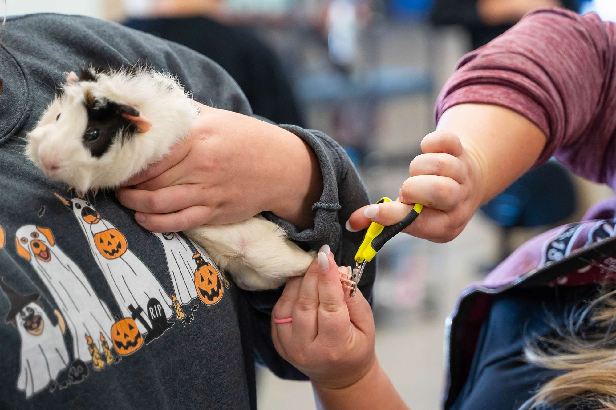 A Veterinary Technician is clipping the hind leg claws of a black and white Guinea pig.