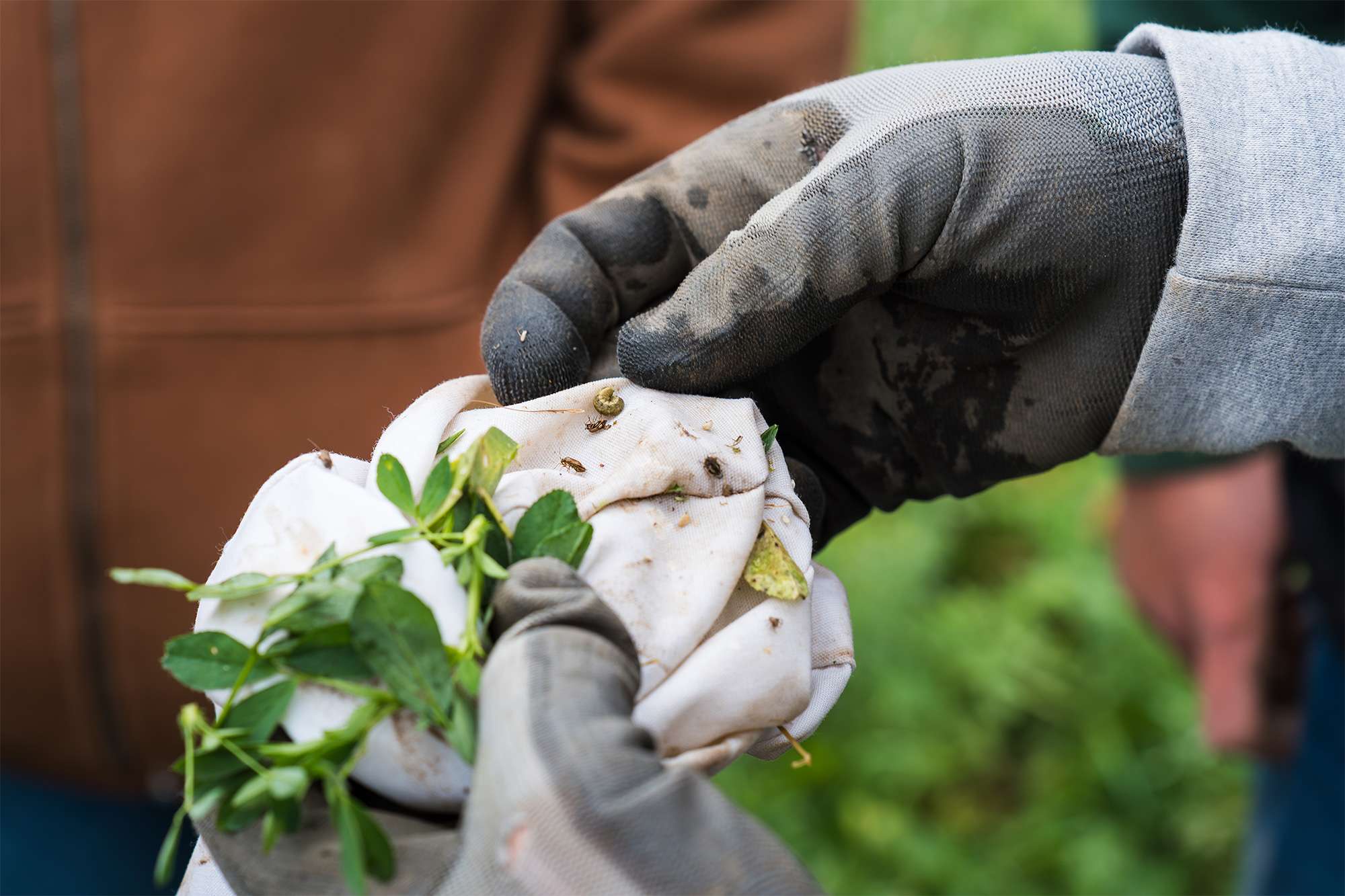 Two dirty work-gloved hands gently hold a small green seedling with roots and soil, outdoors.